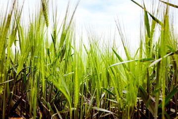 Green young wheat ears close-up