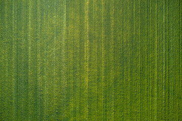 Natural green background. Green lawn at high altitude aerial view. Large green lawn top view.