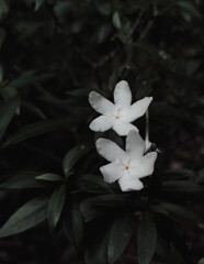 Fototapeta na wymiar white flower with dark moody editing wallpapers for mobile 