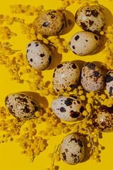 Quail eggs and memosa flowers. Yellow background. Top view. Easter concept.