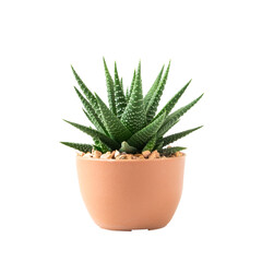 Small plant in pot succulents or cactus isolated on transparent background by front view
