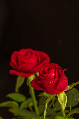 The flowery ornamental rose in blossom on dark background 