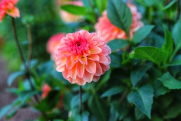 Dahlia flowers in the garden on green leaves background.