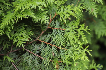 Thuja occidentalis. Green thuja tree branches, background.