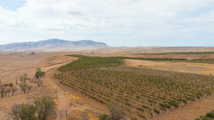 Fototapeta na wymiar Sonyachna Dolyna, Crimea. Fields of vineyards. Coast of the Black Sea, Aerial View