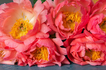 Flowers pink peonies close-up. Floral bright background.