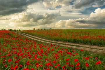Dirt road among fields with red poppies.