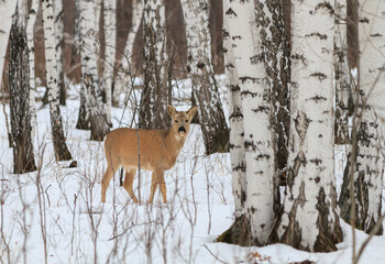 Photo hunting for deer (Capreolus). Winter forest.