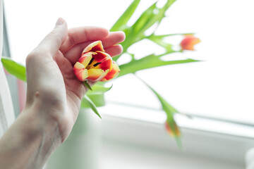 bouquet of tulips on the windowsill, close-up, on a white background