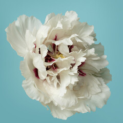 White peony with a purple center isolated on a sky blue background.