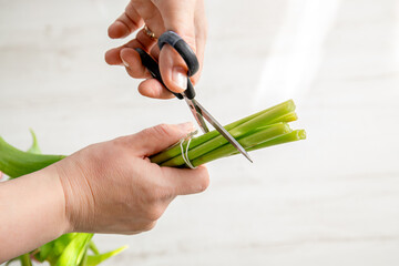 Woman cutting back tulips stems with scissors before putting in vase, so flowers will not wilt and...