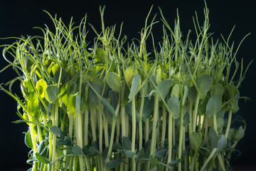 Microgreens domestic cultivation. Fresh dense microgreen sprouts on black wall closeup. Grown stems with green leaves.