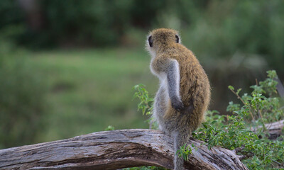 funny and cute vervet monkey sitting on tree branch and scratcing its back looking out into the wild woodlands of buffalo springs national reserve, kenya