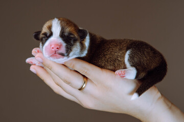 Close up unrecognizable human hand with ring carefully carrying, showing small puppy of Welsh corgi dog. Dog breeding.
