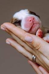 Vertical close up tiny newborn puppy of Welsh corgi dog sleep on cropped woman hands on gray studio background. 2 days