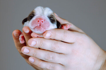 Close up Welsh corgi dog puppy sleeping in unrecognizable human hand show pet muzzle in gray...