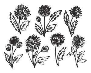 Spring flowers hand drawn vector illustration. Black brush flower silhouettes.