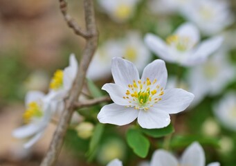 Wiesenrauten-Muschelblümchen (Isopyrum thalictroides)