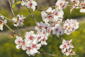 Closeup of beautiful white pink flowers of a blossoming almond tree in an almond garden orchard