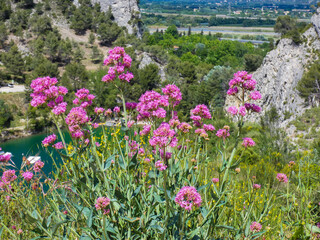 Landscape with a breathtaking view of the heights of the Alpilles in Provence in France with red valerian in the foreground and the lake of Orgon below 