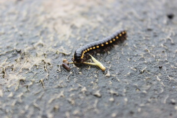 Millipede after a rainy day in front of my house