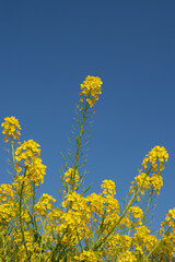 Fototapeta premium 満開の菜の花