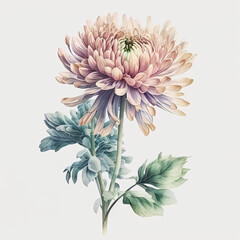 Watercolor chrysanthemums illustration. Flowers clipart. Ai generated