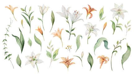Watercolor set of flowers and lily leaves. Design for postcard illustration, date saving, greeting card, floral invitation.