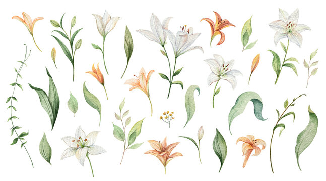 Watercolor set of flowers and lily leaves. Design for postcard illustration, date saving, greeting card, floral invitation.