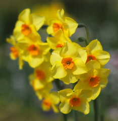 Fototapeta premium yellow daffodil flowers in the garden