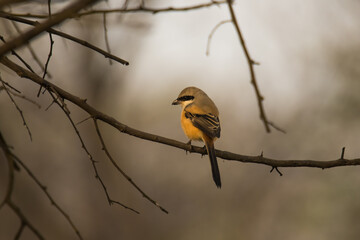 yellow backed long-tailed shrike on a branch with clear background