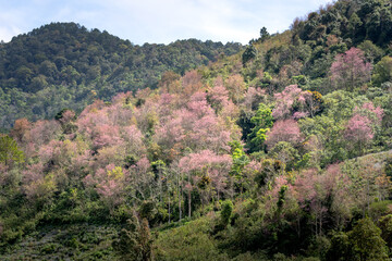 The full bloom of cherry blossoms signals a spring has arrived. Spring comes in Dalat town, Vietnam