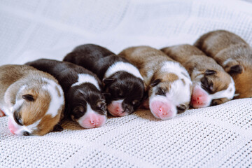 Multicolored brown, white and black welsh corgi puppies sleep, lying together on white soft blanket in row. Pet adoption