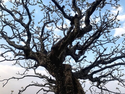 Landscape of a great tree of Plumeria Frangipani champak tree or chafa on blue sky background at Sajjangad fort.