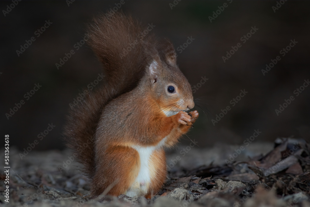 Poster a close up portrait of a red squirrel sitting on the floor eating a nut. it shows the bushy tail and