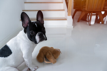 Portrait picture of black and white French Bulldog puppy who sit  on a floor with his teddy toy friend
