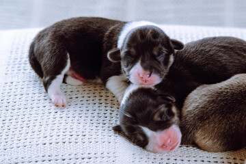 Snoozing multicolored brown, white and black blind welsh corgi puppies sleeping together on white soft blanket. Nursing
