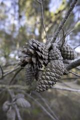 Dried pine cones