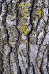 Tree bark background