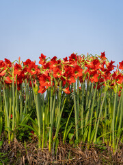 Fototapeta premium Vertical view of group of bright red orange flowers of hippeastrum puniceaum aka Barbados lily, Easter lily or cacao lily blooming outdoors isolated on blue sky background