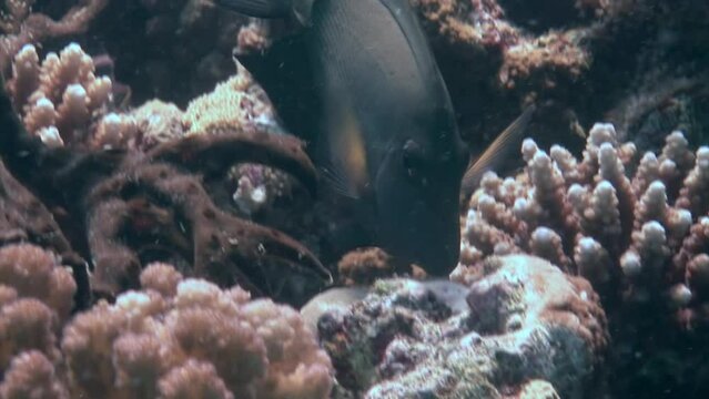 Vivid and colorful display of fish swimming near coral beneath Red Sea. They are also cold-blooded, meaning that their body temperature is regulated by environment around them.