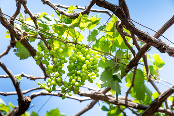 Fototapeta premium bunch of grapes on the garden with green leaves. blue sky background.