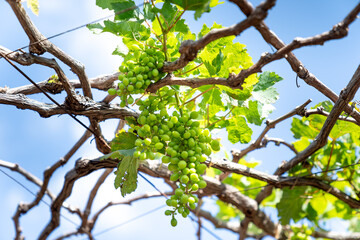 bunch of grapes on the garden with green leaves. blue sky background.