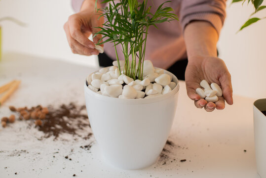 hands plant a plant in a new pot. Home gardening and care. Using decorative stone  for transplanting plant. Hands holding white snote. Preparation for transplanting or repotting room plant