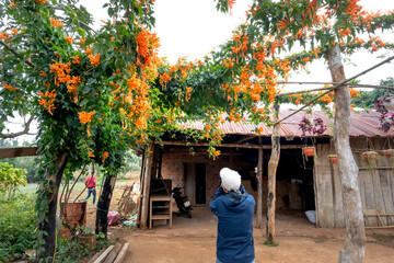 small wooden house covered with orange trumpet vine flowers 