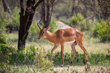 A male impala antelope in Tarangire National Park, Tanzania - obrazy, fototapety, plakaty