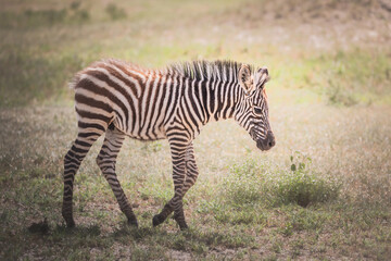 Fototapeta na wymiar A young, baby zebra in Tarangire National Park, Tanzania