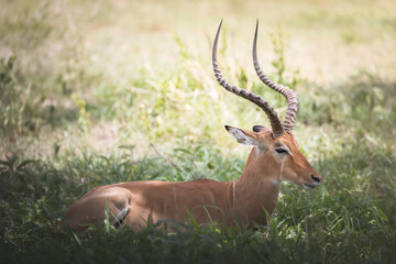 A male impala antelope in Tarangire National Park, Tanzania