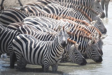 Zebras gathering by a watering hole in Tarangire National Park, Tanzania