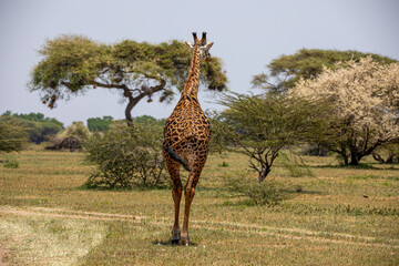 A giraffe eating from trees in Tarangire National Park, Tanzania